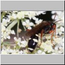 Mellinus crabroneus - Grabwespe w30 12mm - auf wilder Moehre - OS-Wallenhorst Sandgrube.jpg